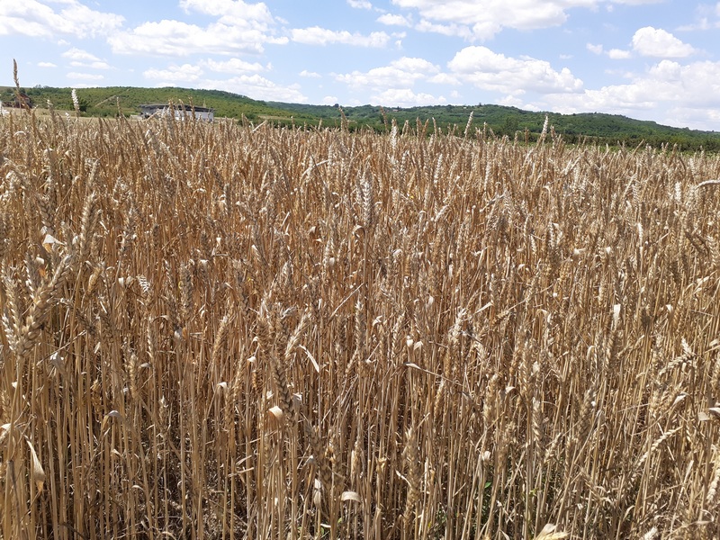 PSSS Leskovac: Početak žetve pšenice u Jablaničkom okrugu u naredih 5 do 6 dana