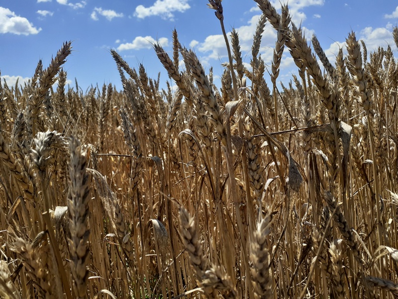 Niže vrednosti izvoza kukuruza i pšenice tokom prvih šest meseci u odnosu na prošlu godinu