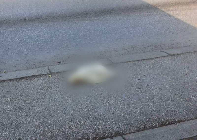Kokoške i uginule pse bacaju na ulicu (uznemirujuće fotografije)