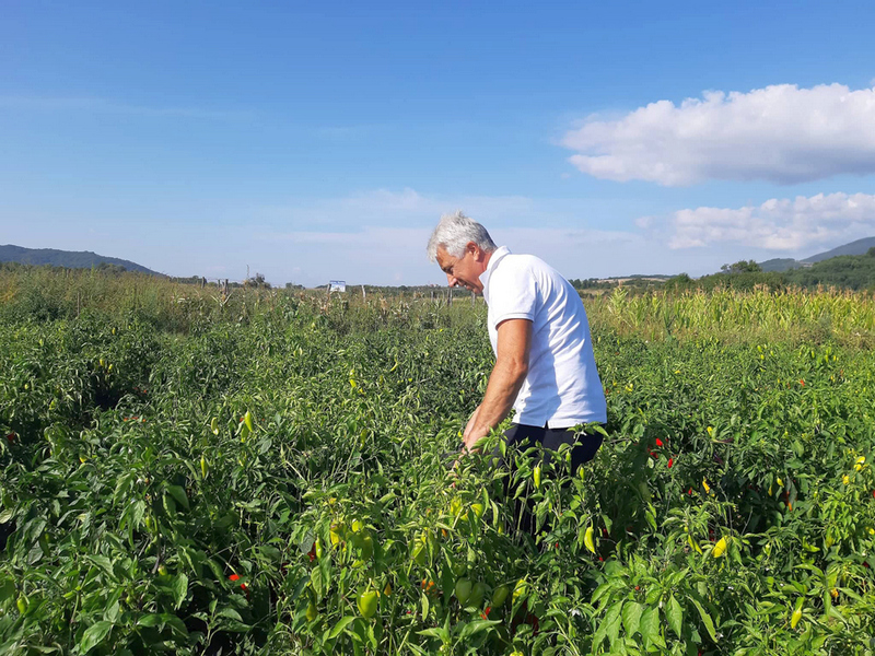 Ivanović iz Moštanice očekuje rod paprike od 50 tona po hektaru