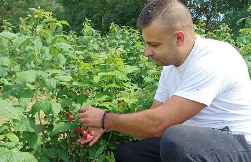 Mišići posle decenije pauze ponovo beru maline