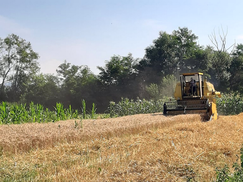 Rod pšenice u Pčinjskom okrugu ove godine veći za 10 posto