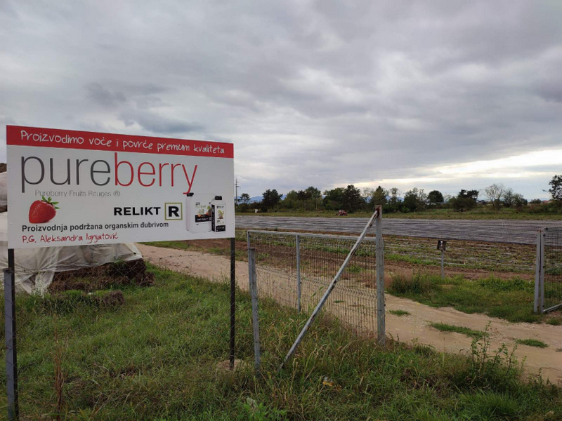 Kompanija Pureberry u Bogojevcu kod Leskovca kupuje zemljište za proizvodnju jagodičastog voća