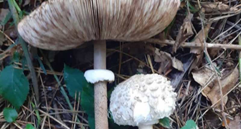 Gljivarsko društvo “Rujnica”: Vlast u Vlasotincu treba da pojača kontrolu prodavaca samoniklih gljiva