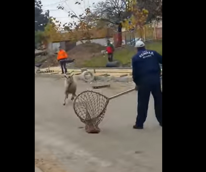 (video) Jurili za odbeglim jarcem kao da je panter