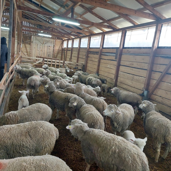 Vlasnik Livnice pre dve godine otvorio farmu i sada ima 110 ovaca s planovima za dalji razvoj