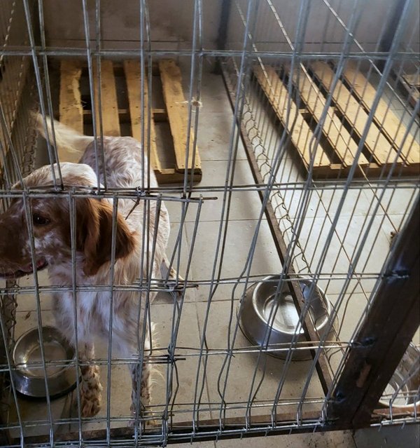 Na graničnom prelazu Preševo sprečeno krijumčarenje 19 lovačkih pasa