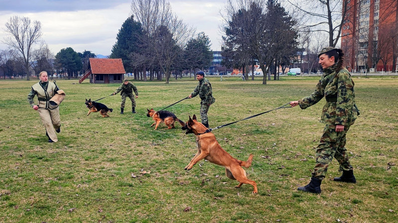 U Nišu završena obuka službenih pasa za čuvarsku službu
