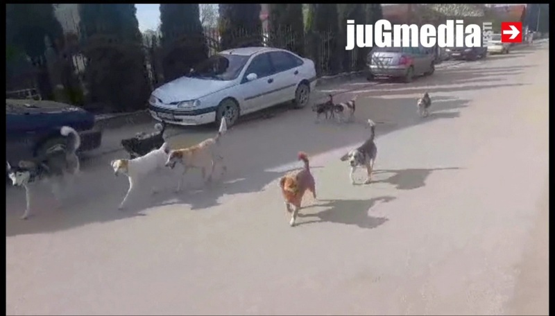Čopor pasa šeta ulicama Bobišta, ulazi u školsko dvorište, meštani uplašeni za svoju i bezbednost dece (video)