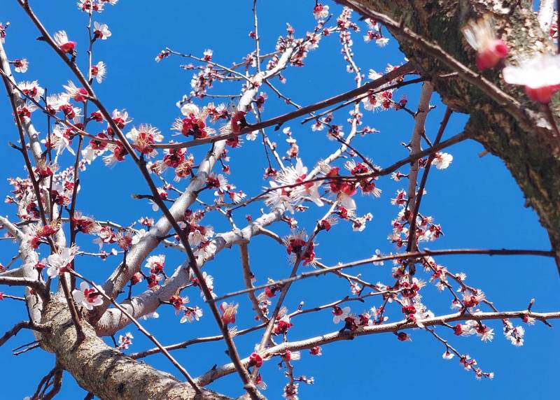 Visoke temperature u martu i mraz u aprilu „obrao“ voće na jugu Srbije