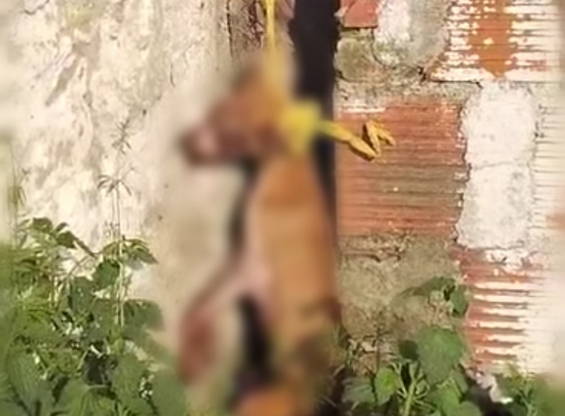 Leš obešenog psa pronađen u selo Vlase kod Leskovca, udruženja kažu da ga je obesio četrnaestogodišnjak