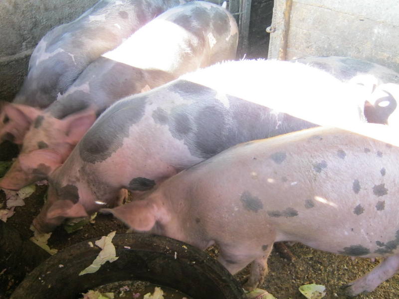 U Srbiji potvrđeno 1.637 slučajeva afričke kuge svinja, 979 uginule