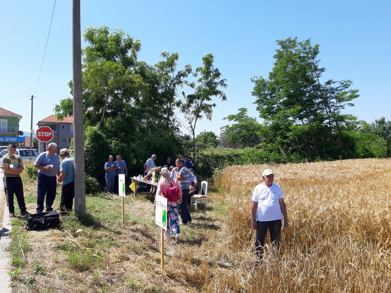 Na “Danima polja pšenice” u Rakovcu promovisani novi hibridi strnih žita