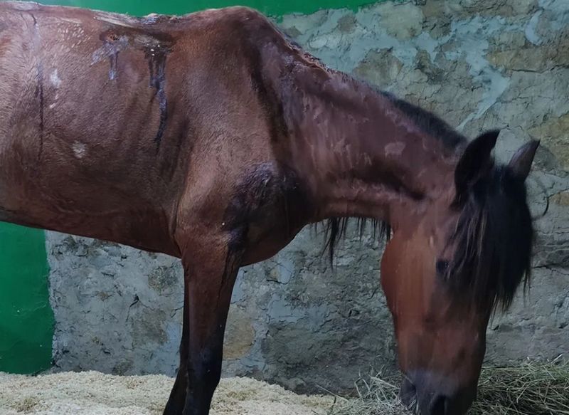 Konja koji je ostavljen po najvećoj vrućini zbrinuo ZOO Planet, najavljuju krivičnu prijavu protiv vlasnika