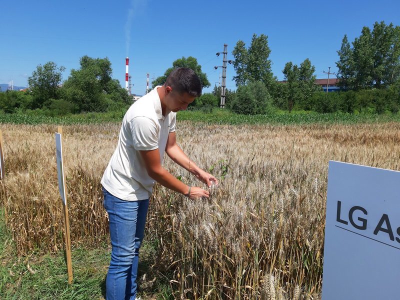 Zaposleni u školi “Josif Pančić”odgajili pšenicu za primer, a profesori sami beru višnje na školskoj ekonomiji