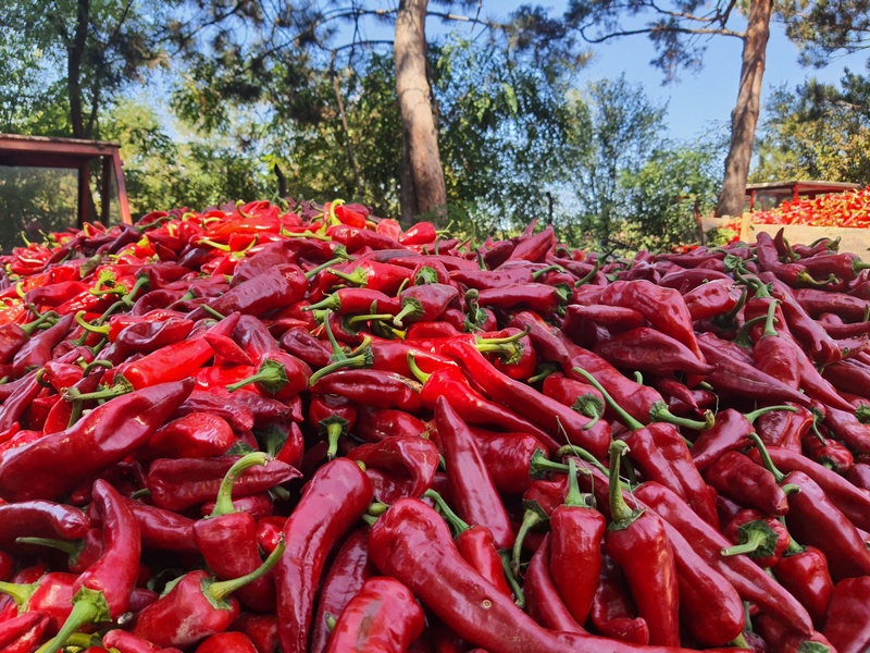 Dani paprika u najpoznatijem crvenom selu na svetu