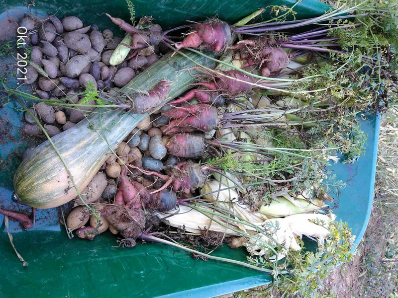 Miljana i Slavoljub proizvode povrće bez prskanja, insekte uništavaju biljem