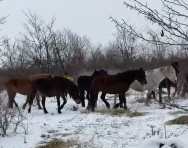 Nišlije pomažu u akciji spasavanja životinja zaroblljenih na  Krčedinskoj adi