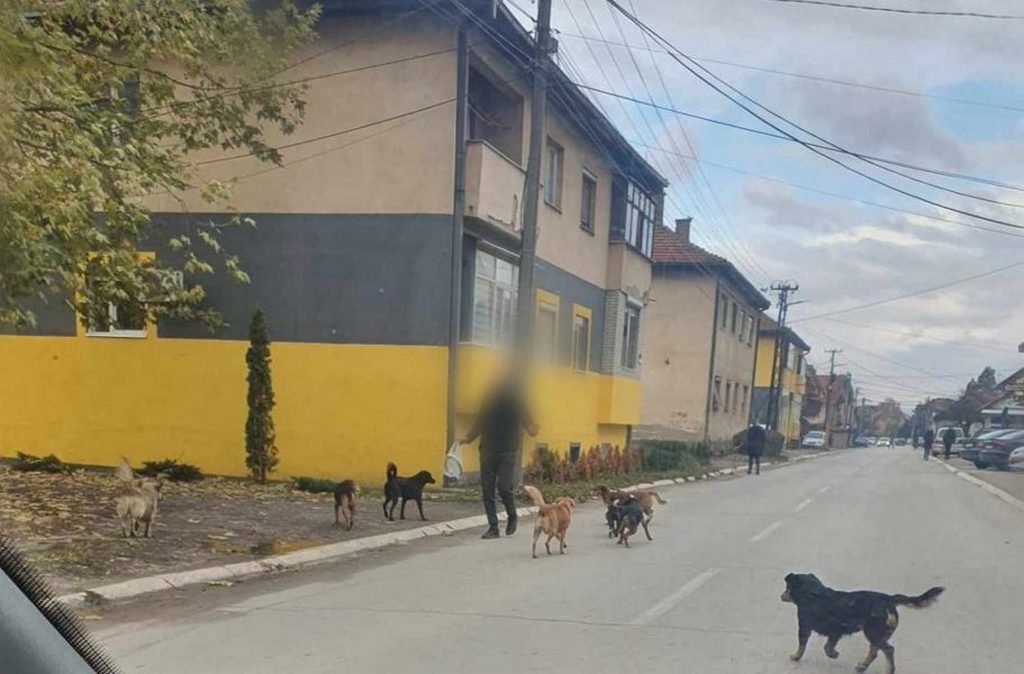 Radnici Komunalca iz Leskovca tragaju za čoporom pasa koji je napao ženu u Radničkom naselju