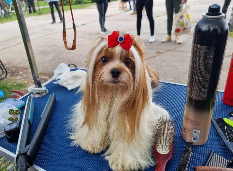 Na Međunarodnoj izložbi pasa u Leskovcu trećina vlasnika iz Evrope i Azije (foto-video)