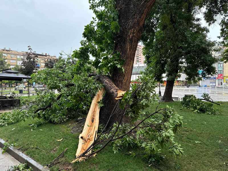 Na više lokacija nevreme polomilo staro ukrasko drveće u Leskovcu