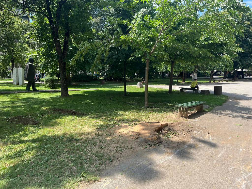 Isečeno još jedno veliko drvo u centralnom parku u Leskovcu