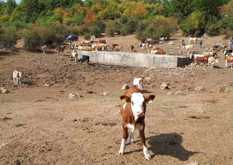 Vojska spasila više od dvesta grla stoke na Staroj planini