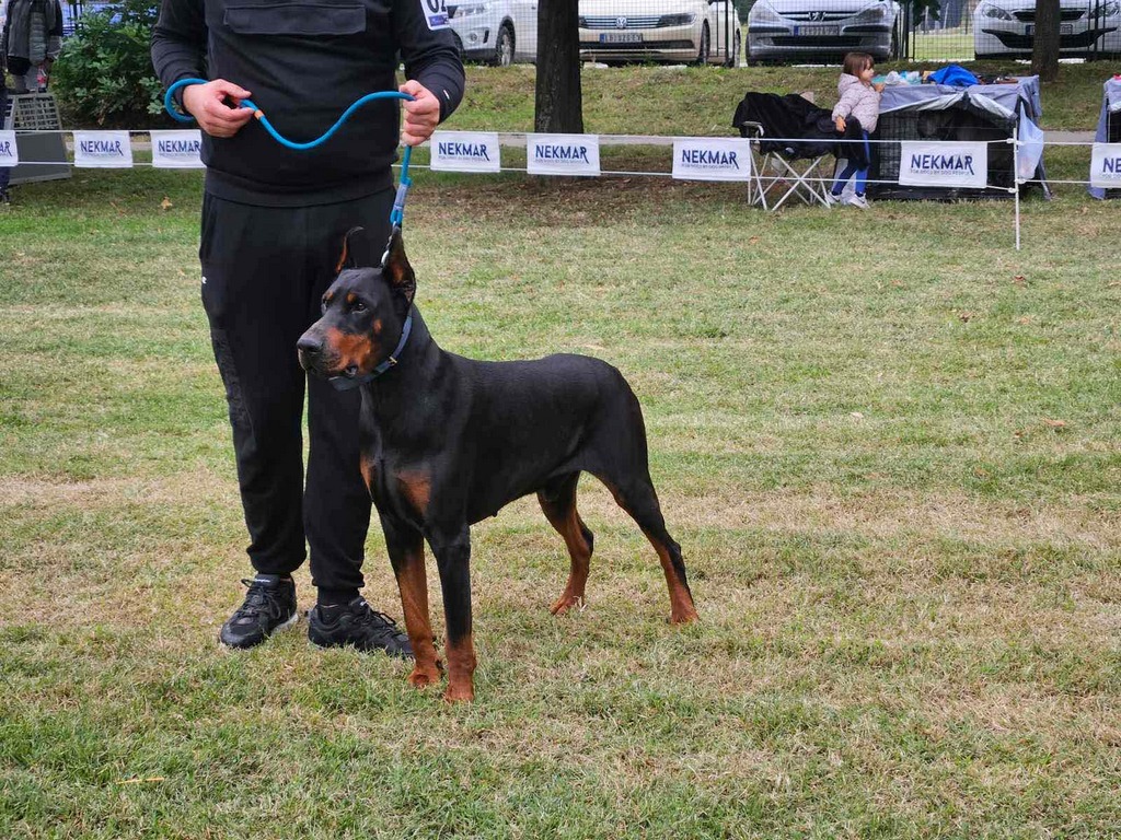 Cvetanovićev doberman Hanibal prvak rase na izložbi pasa u Leskovcu