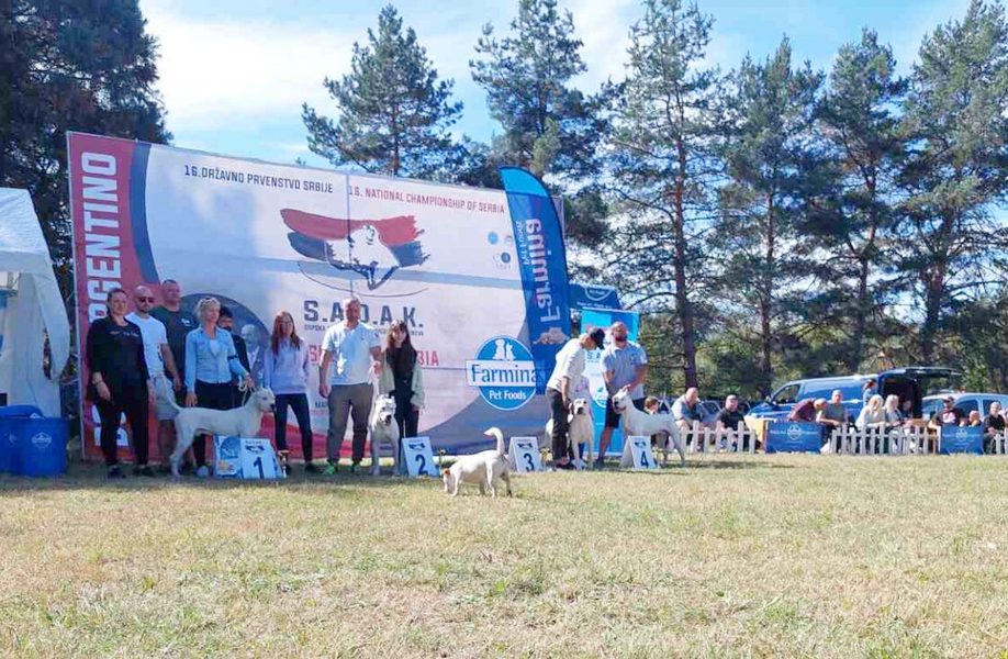 Na izložbi pasa dogo argentino u Velikoj Kopašnici kod Leskovca takmičari iz više evropskih zemalja