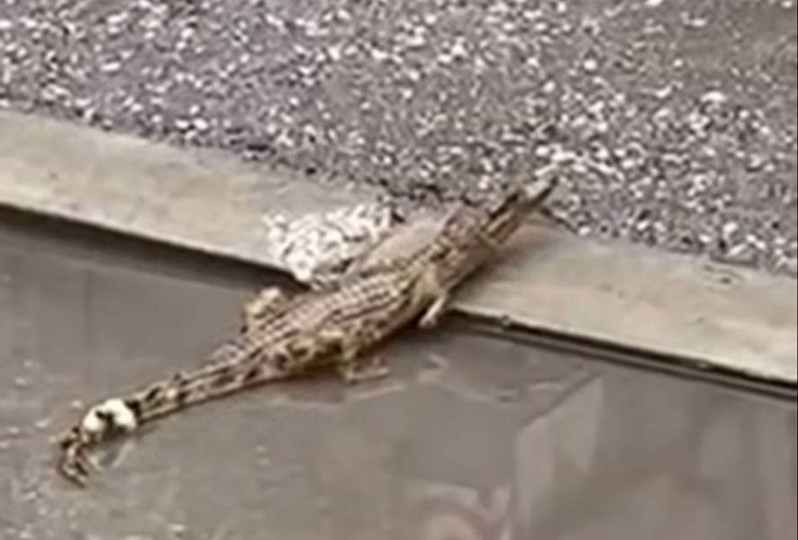 Krokodil u Nišu podigao i policiju na noge