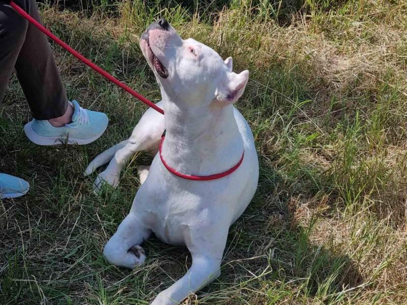 Rekordan broj pasa rase dogo argentino na Državnom prvenstvu u Velikoj Kopašnici kod Leskovca