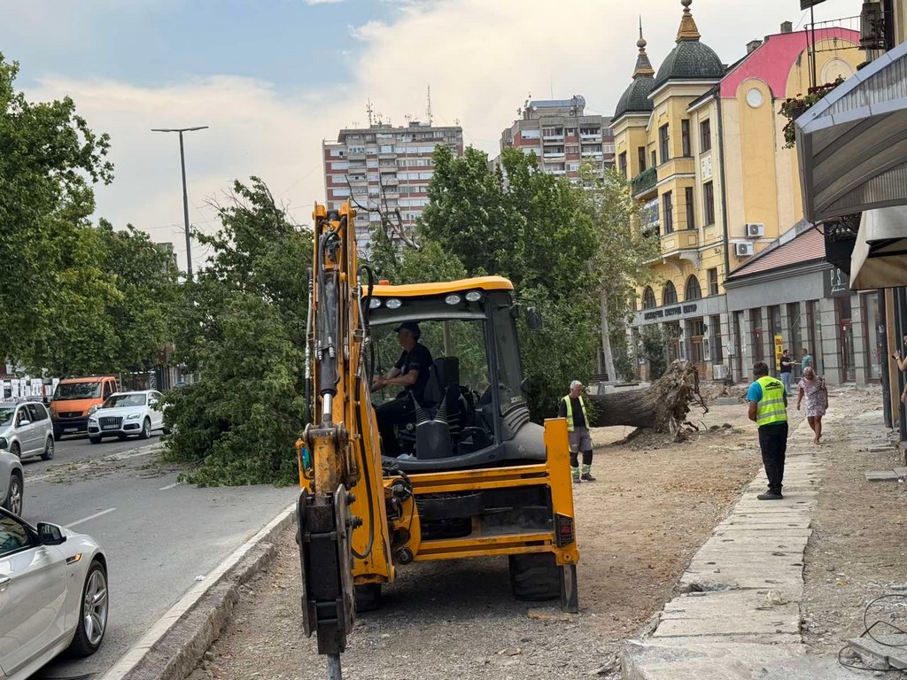 Stari jasen kod LKC uništili izvođači radova na trotoaru