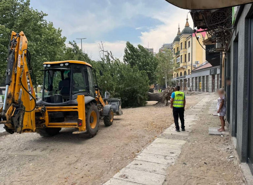 SRCE: Leskovac: Drvo vrednije od svih – sramno uništen stari jasen kod LKC