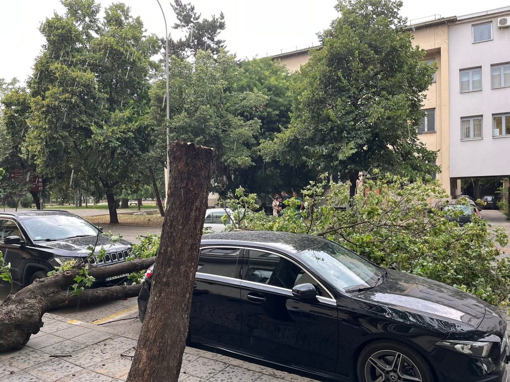 Jak vetar oborio drvo u ulici Stojana Ljubića u Leskovcu