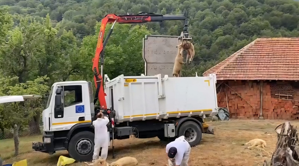 Bolest plavog jezika potvrđena na teritoriji opštine Bosilegrad