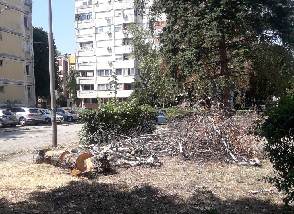 U Dubočici tuga zbog sečenja breza, u Komunalcu kažu da im se produžava životni vek
