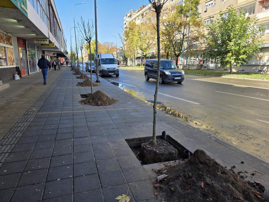 Posađeno 27 kuglastih jasena na Bulevaru oslobođenja u Leskovcu