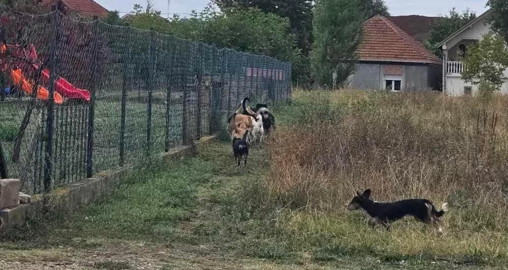 Meštani Kumalaka zabrinuti zbog pasa lutalica kraj vrtića