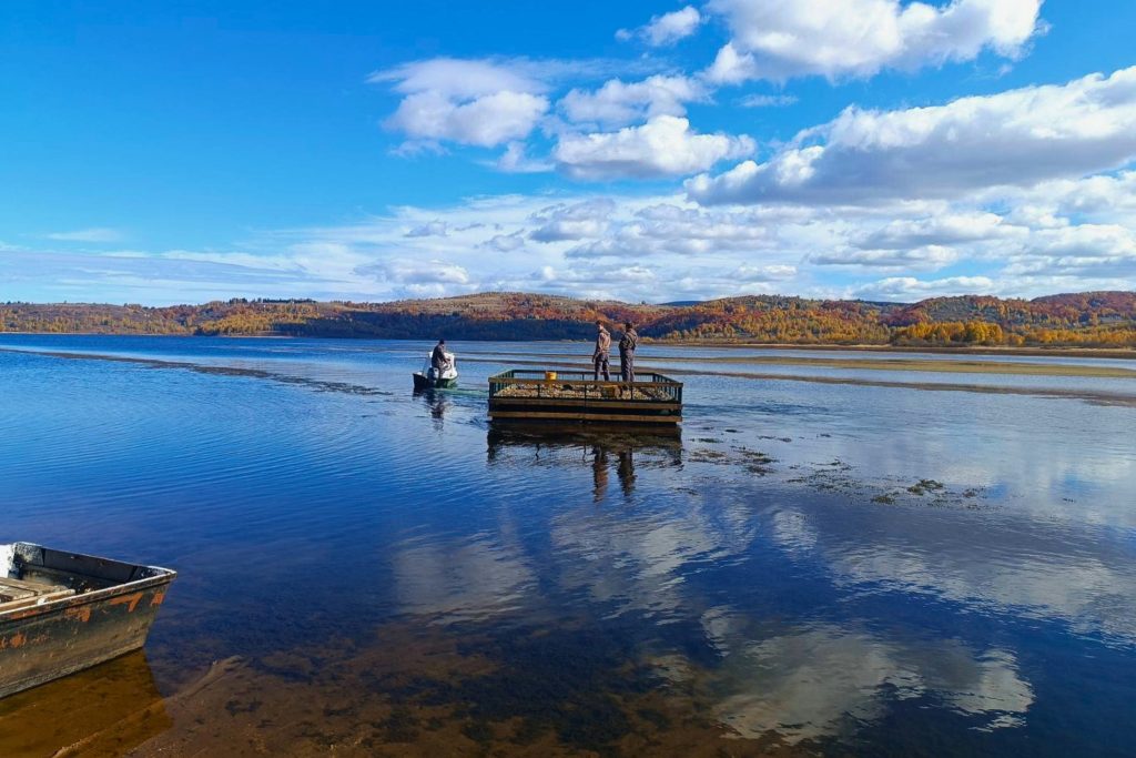 Na Vlasinskom jezeru postavljen splav za gnežđenje čigri