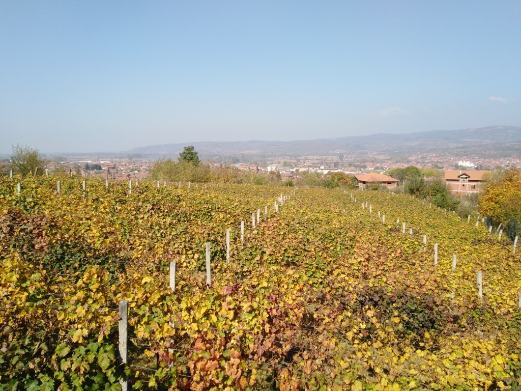 Vlasotince: Raspisan javni poziv za subvencije poljoprivrednicima