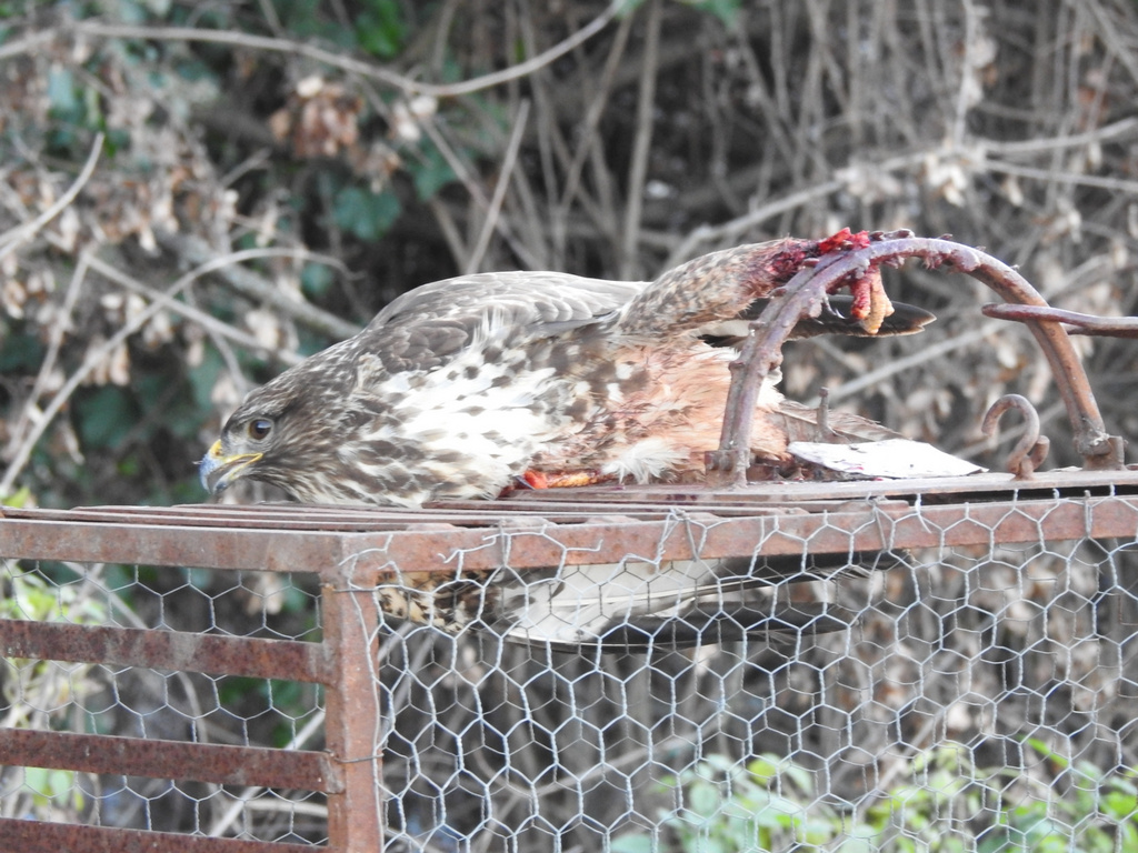 U Jablaničkom i Pčinjskom okrugu mnogi žive od šverca ptica pevačica