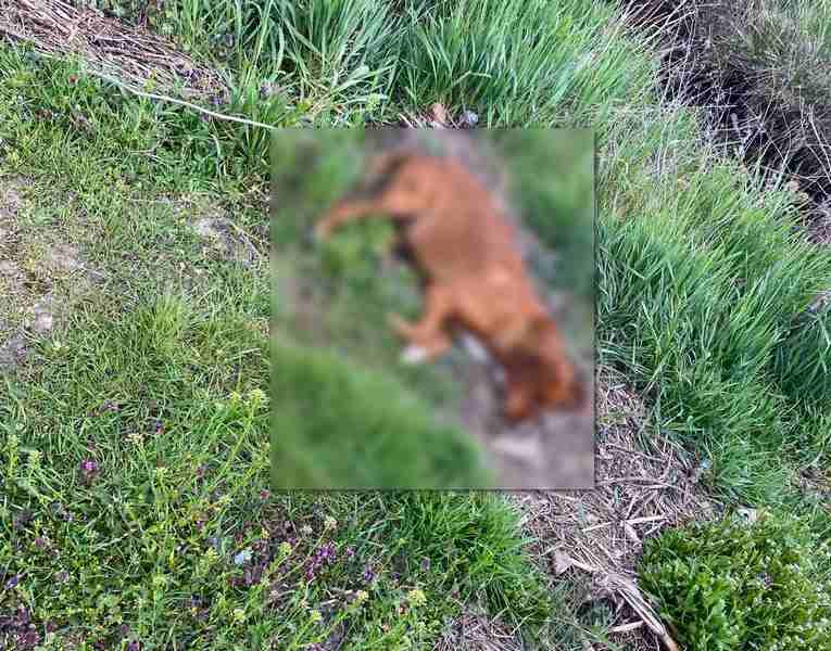 U Belanovcu kod Leskovca ubijaju pse iz vazdušne puške