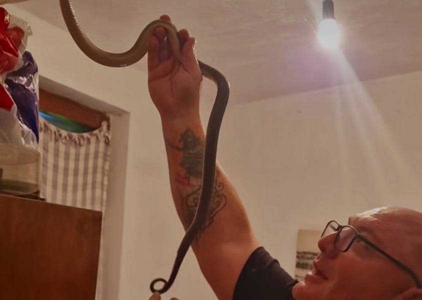 Smuk se zavukao u ormar u porodičnoj kući (video)