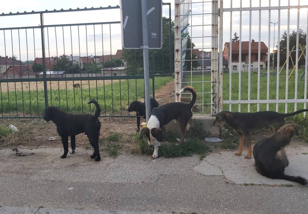 Čopor pasa ispred leskovačkih škola svakodnevna slika – pojedini agresivni i nasrću na decu