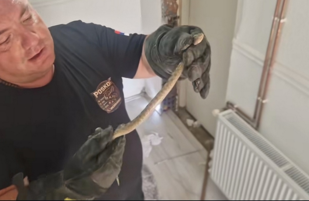 Zmija otrovnica uvukla se u porodičnu kuću (video)