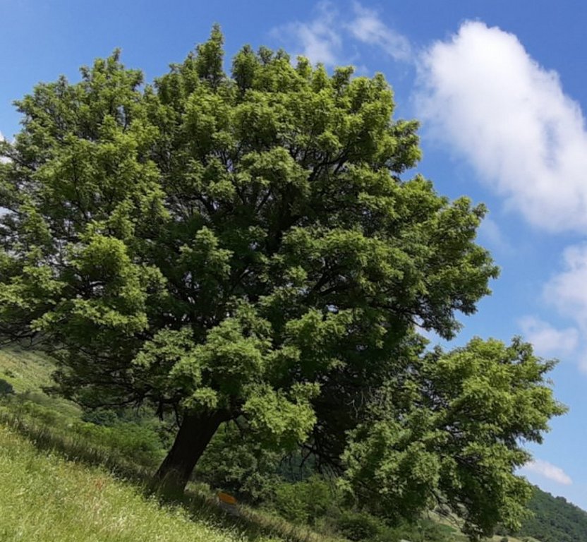 Leskovac čuva stabla stara 200 godina: Hrast, cer i oskoruše pod zaštitom države